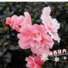 沐春花卉--比利時杜鵑 室內盆栽花卉 靚麗小桃紅杜鵑苗批發 16杯