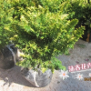 沐春花卉--綠化苗 陵園植物 黃金花柏鳳尾柏盆栽日本花柏 3公分
