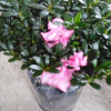花農直銷 比利時西洋杜鵑花 西瑪杜鵑花 杜鵑盆栽35-40冠幅