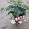 沐春花卉--四季常青 紅盆常春藤吊蘭 12杯超長藤蔓 供應繽紛產品