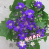 沐春花卉--室內高檔觀花盆栽 多色菊花小盆栽 花期長 瓜葉菊