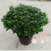 批發直銷比利時西洋杜鵑花 室內觀花盆栽 55-60冠幅玫紅帶花苞