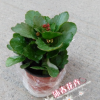 沐春花卉--節日用花花卉小盆栽 重瓣多色 多年生肉質草本 長壽花