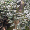 沐春花卉--山茶花小苗黃色茶花名貴茶花品種正黃旗 60-70高帶花苞