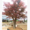 沐春花卉--嫁接紅楓 園林綠化苗 地徑20公分精品 高桿嫁接紅楓