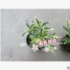 基地批發金邊銀邊小葉梔子花 微景觀花卉 花葉共賞