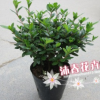 沐春花卉--批發 新品種紅燈籠杜鵑苗 比利時西洋杜鵑苗 18杯30cm