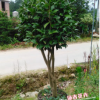 沐春花卉--供應嫁接五色赤丹茶花一株多色茶花5公分地徑1.2-1.5米
