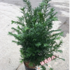 沐春花卉--供應綠化苗木 南方盆栽紅豆杉苗 規格齊全50高 30冠幅