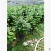 基地直供綠化苗南方盆栽紅豆杉苗別墅美化苗/45-50高35-40冠幅