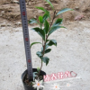 精品茶花盆栽花卉 鴛鴦鳳冠 茶花扦插苗 2年苗 25-30高多枝條