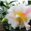 沐春花卉--供應(yīng)香太陽(yáng)茶花苗帶蘋果香氣大型花3年苗35-40高有分支