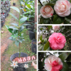 沐春花卉--供應(yīng)名貴傳統(tǒng)茶花品種十八學(xué)士 3年苗35-40公分有分枝