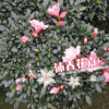 沐春花卉--批發(fā)比利時(shí)西洋小桃紅杜鵑花 室內(nèi)盆栽帶花苞60-65冠幅