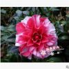紅花白斑 珍貴品種茶花苗花迪斯 室內(nèi)盆栽花卉 30-35高多枝條