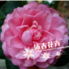 沐春花卉--供應(yīng)七仙女 一株多色 傳統(tǒng)名花 4年苗 40-45高多枝條