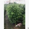 供應(yīng)綠化苗木 南方紅豆杉苗 規(guī)格齊全60-70cm高 3年苗 35-45冠幅