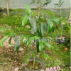 沐春花卉--名貴茶花品種苗 花孔雀椿茶花 3年苗40-50高多枝條