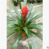 沐春花卉--供應(yīng)鳳梨 火炬 優(yōu)質(zhì)室內(nèi)盆栽 量大從優(yōu) 保證質(zhì)量