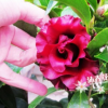 沐春花卉--批發(fā)帶花苞黑魔法茶花 陽臺(tái)植物品種純正25-30高帶分支