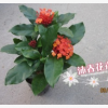 直銷批發(fā)龍船花 英丹、仙丹花、百日紅、水繡球 室內(nèi)精品盆栽