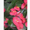 基地直銷-室內(nèi)高檔觀賞花卉 水培花卉 紅掌批發(fā) 觀葉觀花植物