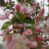 西府海棠苗 供應(yīng)垂絲海棠 北美海棠西府海棠樹(shù)苗 當(dāng)年新苗
