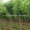 基地出售國(guó)槐樹(shù) 優(yōu)質(zhì)綠化樹(shù)木批發(fā) 規(guī)格齊全 綠化防護(hù)樹(shù)國(guó)槐