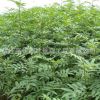 苗木基地供應(yīng)欒樹(shù)苗 胸徑1-10公分 苗木工程綠化 量大優(yōu)惠