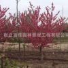綠化樹(shù)花灌木 紫葉桃紅葉碧桃 紅葉碧桃樹(shù)苗庭院觀賞批發(fā)量大優(yōu)惠