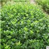 基地直銷衛(wèi)矛 衛(wèi)矛球 庭院綠籬植物 工程綠化規(guī)格齊全 量大價(jià)優(yōu)