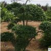 小葉女貞造型樹(shù) 大量批發(fā)高檔園林綠化苗木 庭院美化規(guī)格齊全