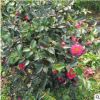 供應(yīng)茶梅球 茶梅精品球 60公分-3米冠幅 品種規(guī)格齊全園林綠化苗