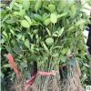 基地直銷冬青球 四季常青籬笆植物大葉黃楊球冬青小床規(guī)格齊全價(jià)