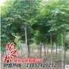 優(yōu)質(zhì)七葉樹(shù)樹(shù)苗 風(fēng)景工程綠化苗木 行道風(fēng)景樹(shù) 樹(shù)形優(yōu)美飽滿