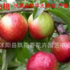批發(fā)油桃樹苗 油桃 果苗 南方種植 果園