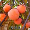 日本甜脆柿子樹苗嫁接果樹苗南方北方種植當(dāng)年結(jié)果火晶奶油柿子樹