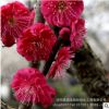 直銷庭院觀賞花卉 紅梅苗 造型盆景苗木 耐寒梅花樹苗 規(guī)格全