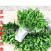 批發(fā)冬青樹苗 四季常青 冬青小苗10-80公分工程綠化苗木批發(fā)