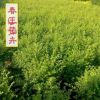 龍柏樹苗批發(fā) 龍柏苗 小龍柏 規(guī)格齊全四季常青綠化植物工程綠化