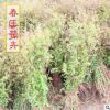 批發(fā)工程綠化灌木苗 綠葉繡線菊 觀花植物花卉盆栽 葉根可作藥用