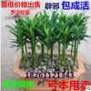 批發 雀舌羅漢松苗 珍珠羅漢松苗 菊花羅漢松小苗 庭院盆栽盆景