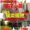 日本櫻花苗 櫻花樹(shù)苗 晚櫻嫁接苗 行道樹(shù)苗 櫻花小苗批發(fā)重辮苗木