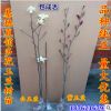 批發(fā)廣玉蘭樹(shù)苗 紫玉蘭小苗 紅玉蘭白玉蘭黃玉蘭苗 嫁接玉蘭樹(shù)苗
