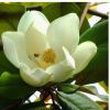 批發(fā)廣玉蘭庭院植物玉蘭苗 廣玉蘭苗 庭院花卉苗木玉蘭樹苗