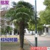批發(fā)棕櫚樹(shù)苗 扇子樹(shù) 招財(cái)樹(shù) 棕櫚苗 老人葵 加州蒲葵盆栽 箬棕