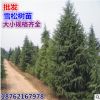 批發(fā)雪松 雪松樹(shù)苗 雪松苗 雪松小苗 寶塔松 印度雪松 喜馬拉雅
