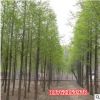 批發(fā)供應(yīng)基地水杉樹(shù)苗 水杉苗 金葉水杉小苗南北方種植行道樹(shù)綠化
