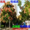批發(fā) 北京欒樹(shù)小苗 欒樹(shù)苗 黃山欒苗 綠化苗庭院苗木南方北方種植