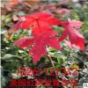 批發(fā)紅楓小苗 紅楓苗 美國紅楓樹苗 赤楓苗 日本紅楓嫁接苗包活